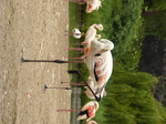 FZ030026 Greater flamingo (Phoenicopterus roseus).jpg